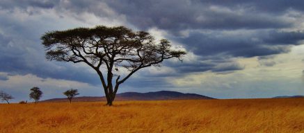 Tall tree in Tanzania with mountains in background and stormy sky