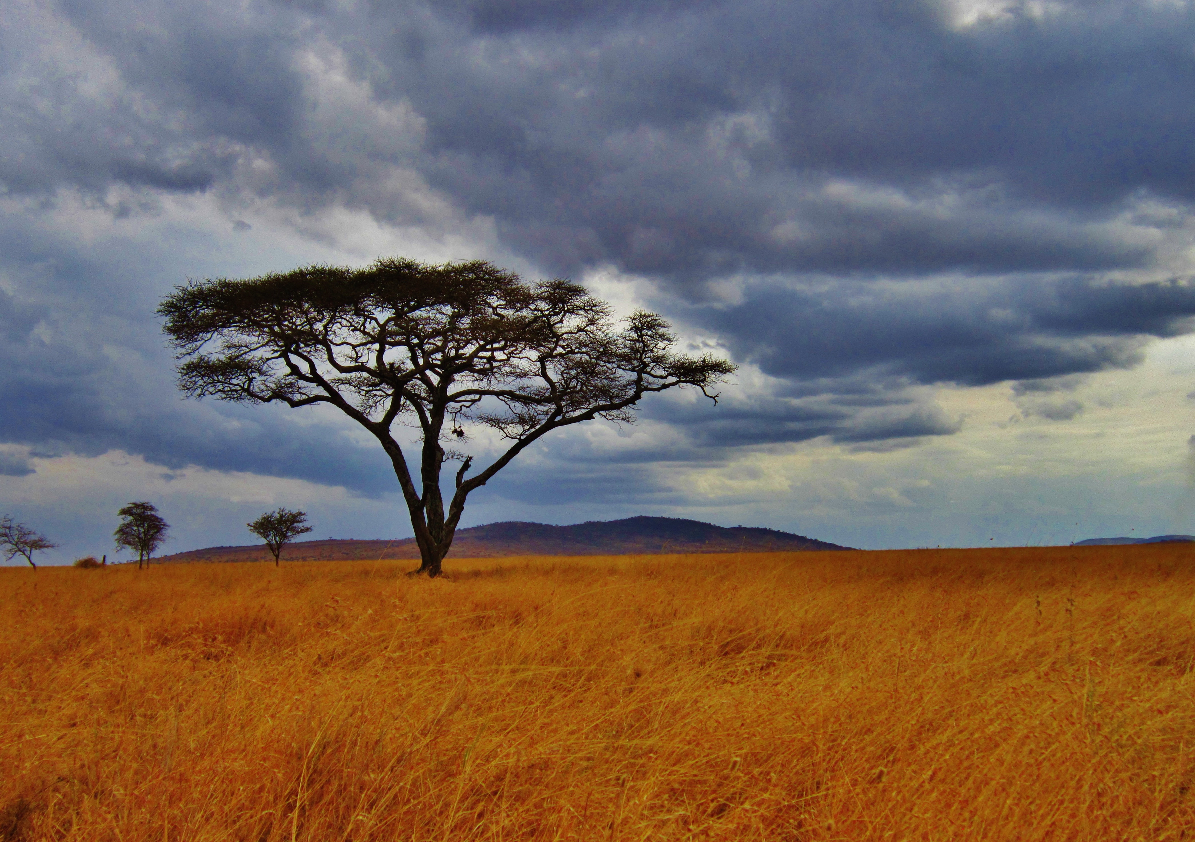 Tall tree in Tanzania with mountains in background and stormy sky
