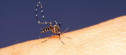 Blood-sucking mosquito on person's skin