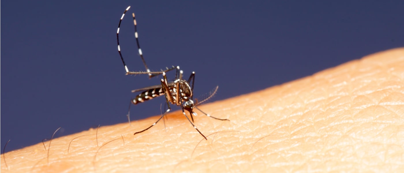 Mosquitoes: Top Tips For Staying Bite-Free | London Travel Clinic