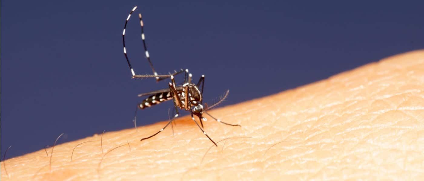 Blood-sucking mosquito on person's skin