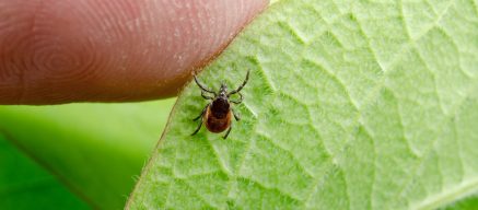 Infected tick, lyme disease