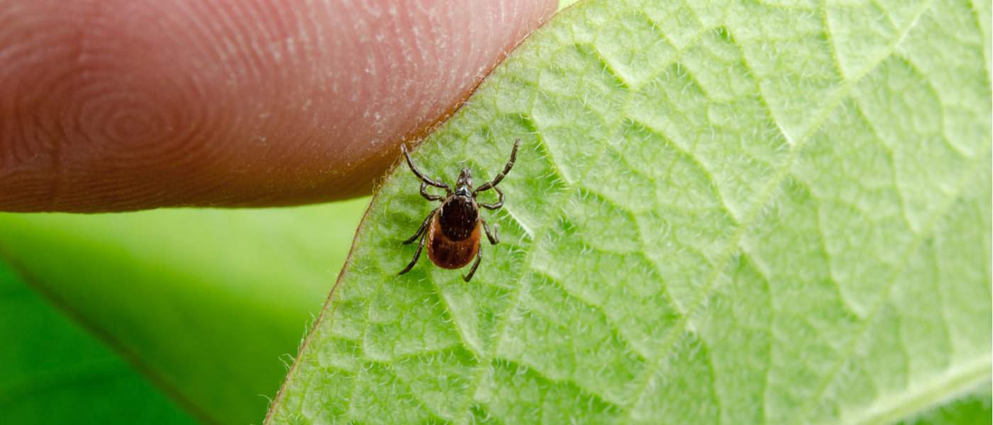 Infected tick, lyme disease