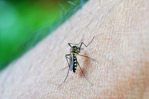 Blood-sucking mosquito
