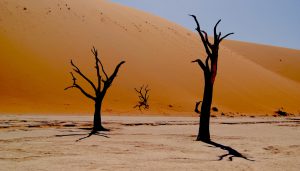Trees in the dessert