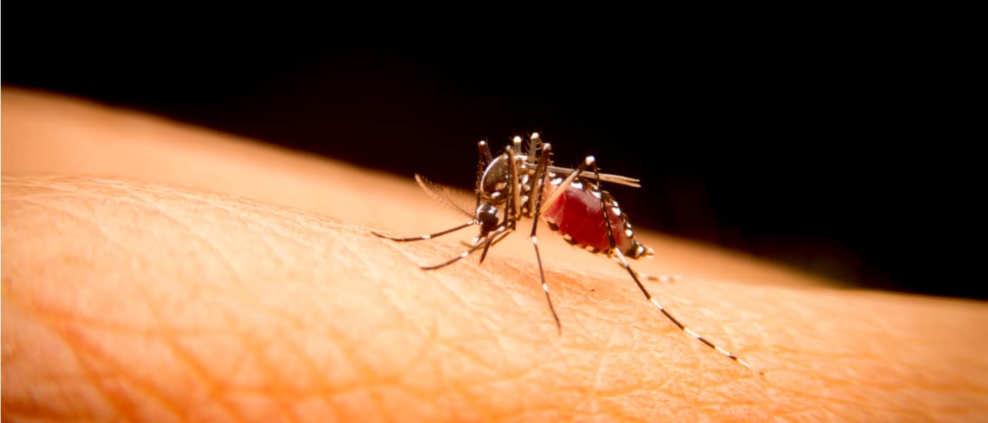 Mosquito sucking blood from a person's skin