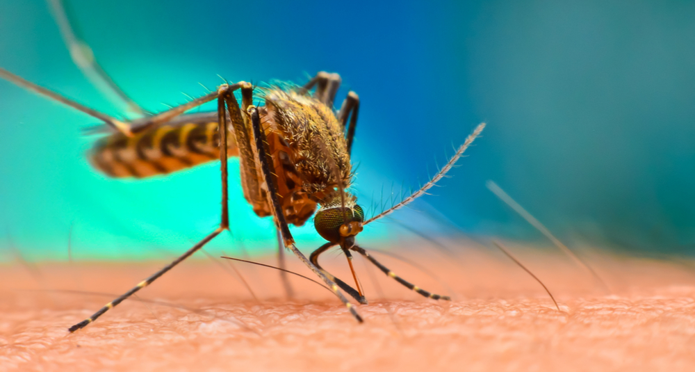 Mosquito that could carry malaria