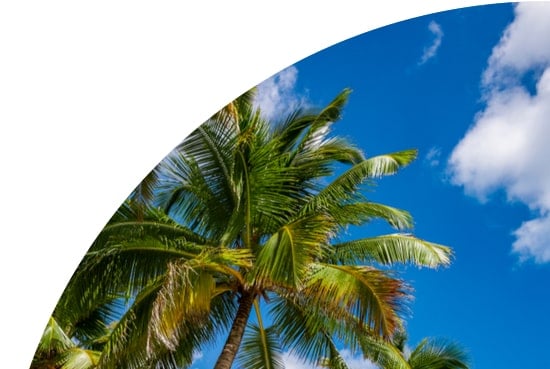 Palm trees against a blue sky in Fiji