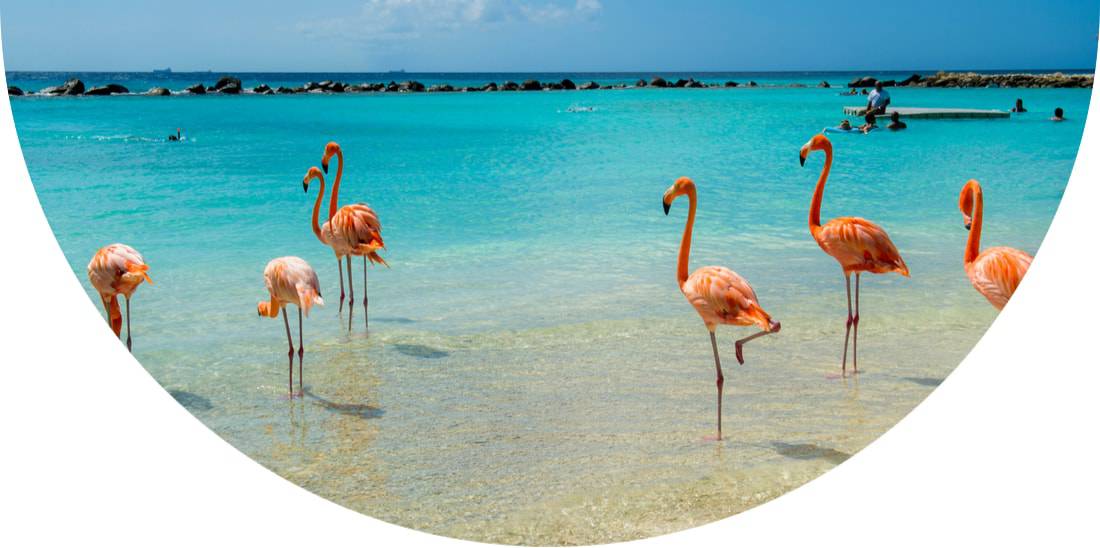 Flamingos in the sea in Aruba