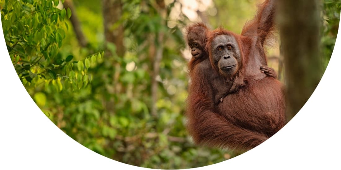 Orangutans swinging from a tree in Borneo