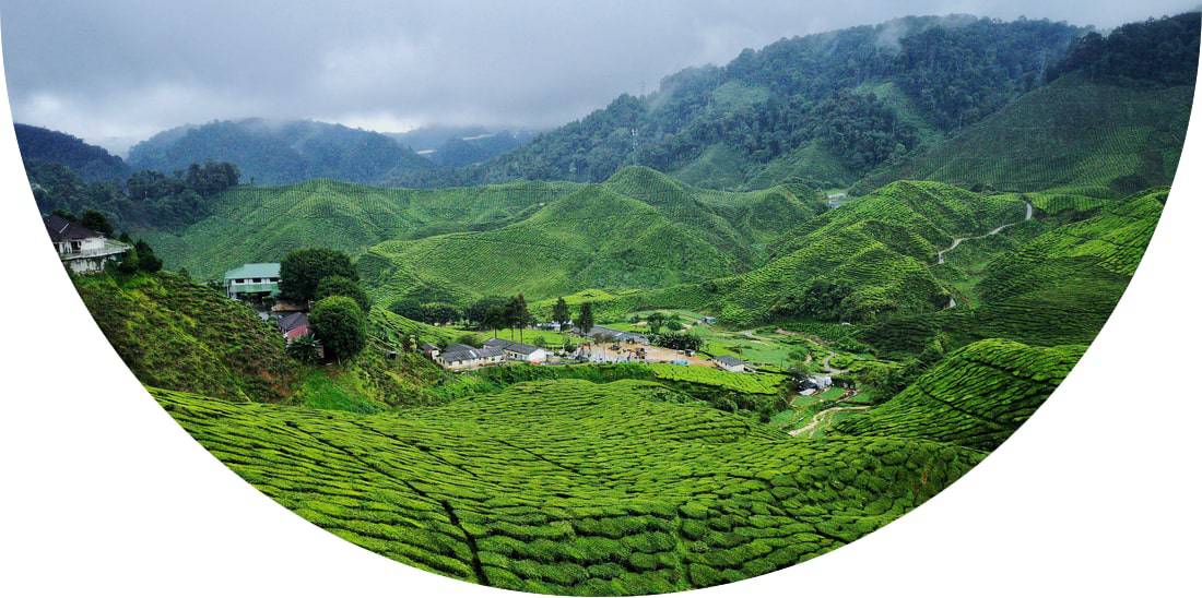 Cameroon highland tea farm