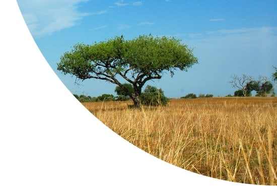 Lone Acacia Tree in Waza National Park, Cameroon
