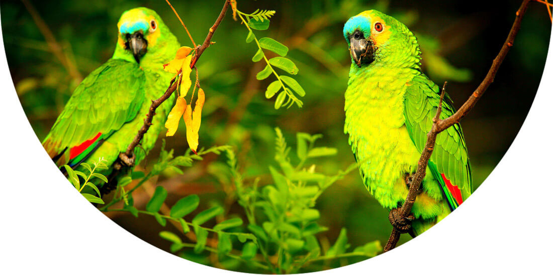 Two parrots on branches in Costa Rica