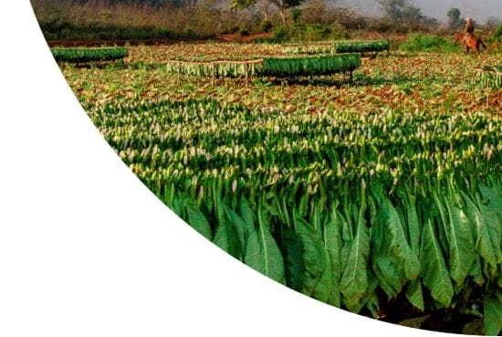 Harvested tobacco leaves, Vineales, Cuba