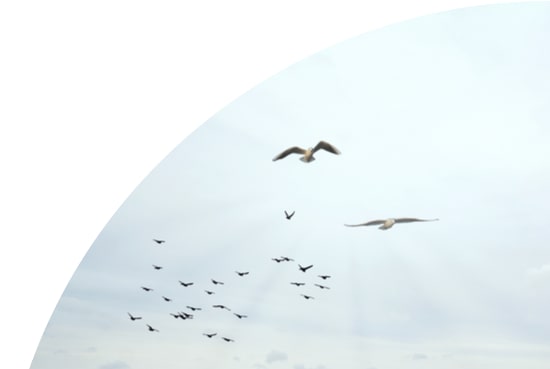 Birds in the sky in Blavand, Jutland, Denmark