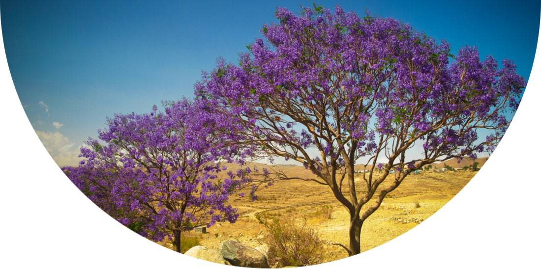 Jacaranda trees at Filfil National Park, Eritrea