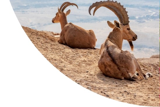 Ibex in the mountains of Eritrea