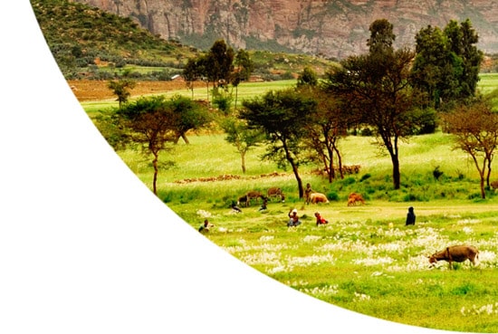 Goats walking around, Ethiopia