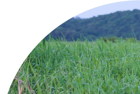 Long grass in Kaw, French Guiana