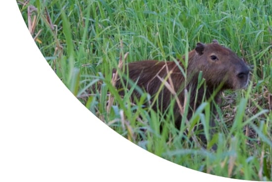 Kapybara in Kaw, French Guiana