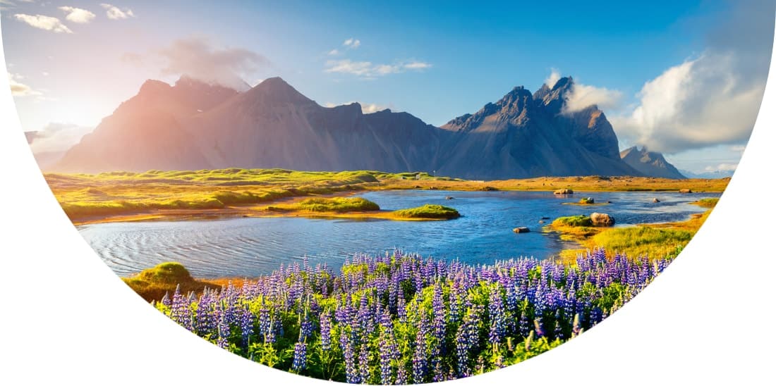 Purple lupine flowers with water and mountains in the background on the Stokksnes headland in Iceland, Europe.