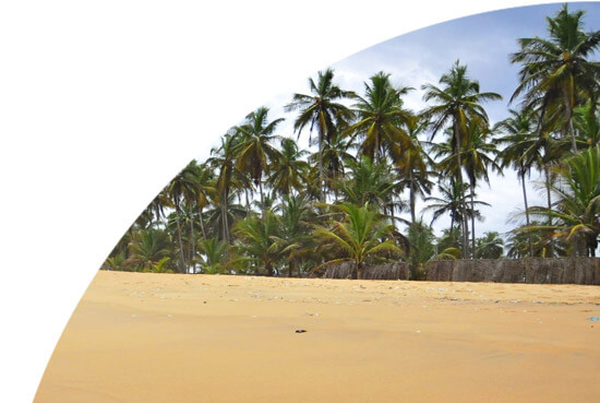 Sandy beach with palm trees in Ivory Coast