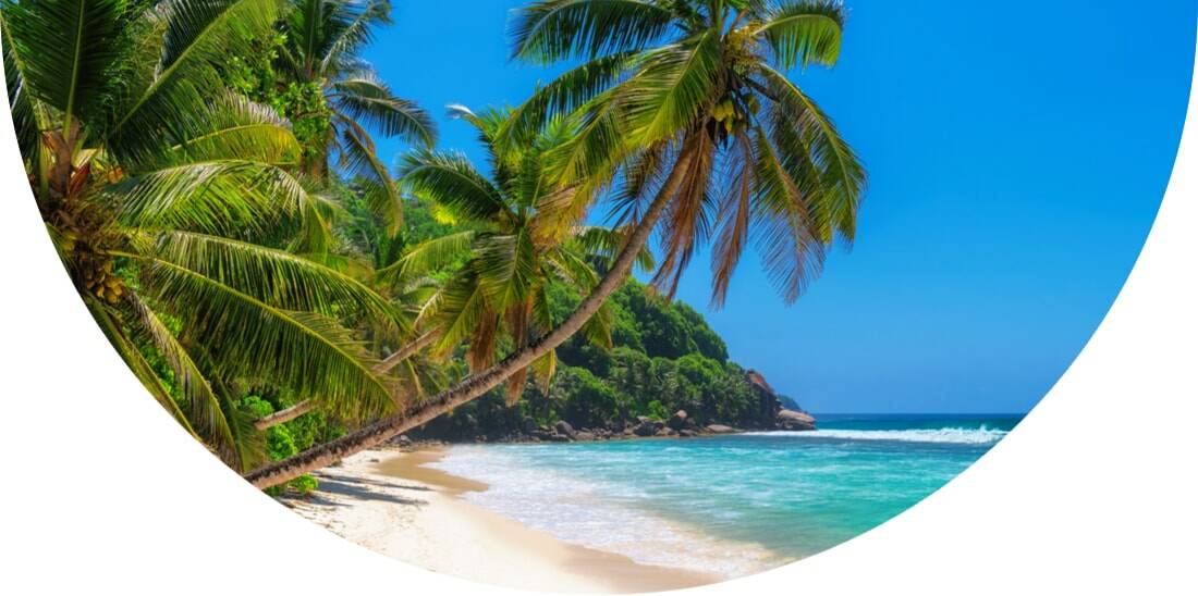 Palm trees on a sandy beach in Jamaica