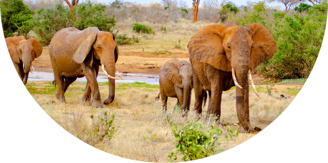 Elephants in a group in Kenya