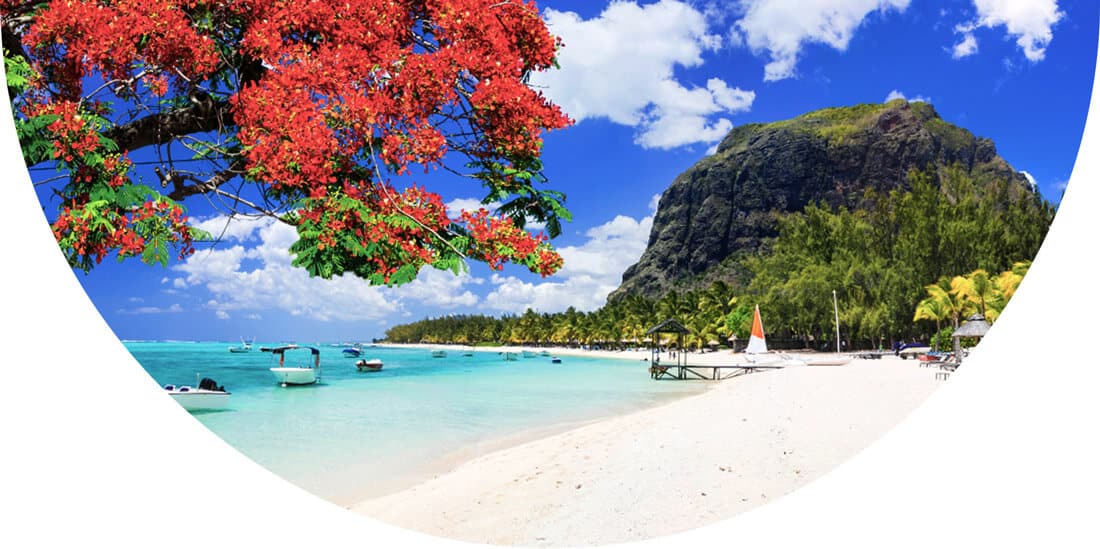 Beach lined with trees in Mauritius