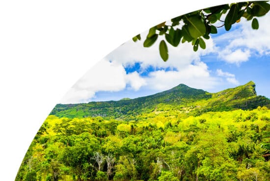 Tree covered hills in Mauritius