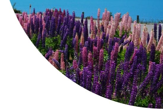 Pink and purple ferns by a lake in New Zealand