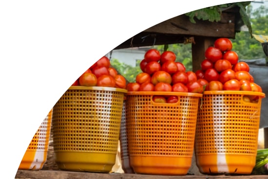 Tomatoes, Nigeria