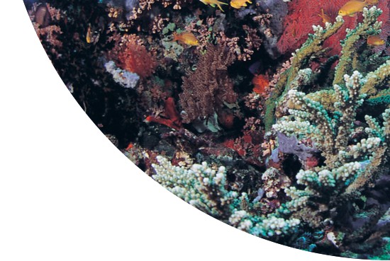 Reef in Milne Bay, Papua New Guinea