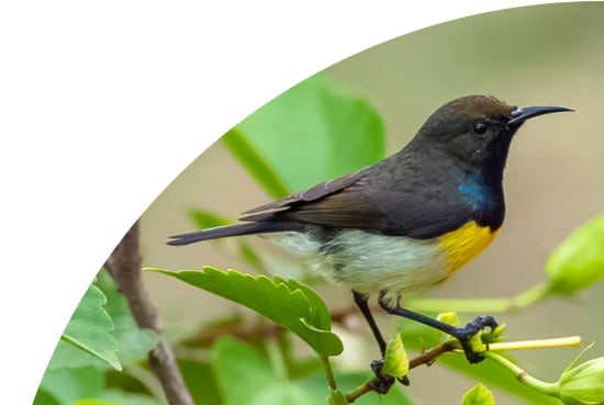 Newtons Sunbird on a branch in Sao Tome and Principe