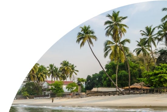 Palm trees on a beach in Sierra Leone