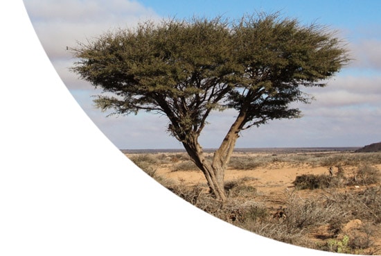 Tree in the middle of a sandy landscape in Somalia