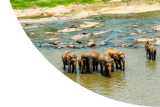Elephants in water in Sri Lanka