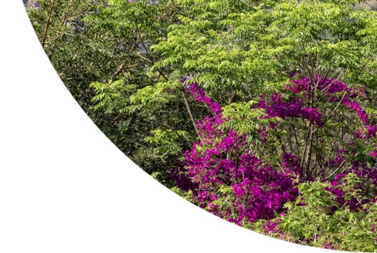 Flowers and trees in the Mantenga nature reserve, Swaziland