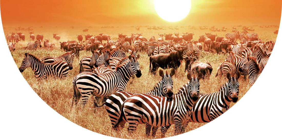 Wild animals in Tanzania