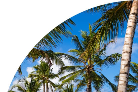 Palm tree top in Tanzania