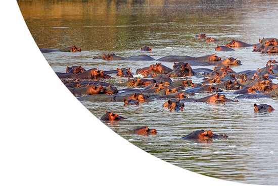 Hippos in water in Zambia