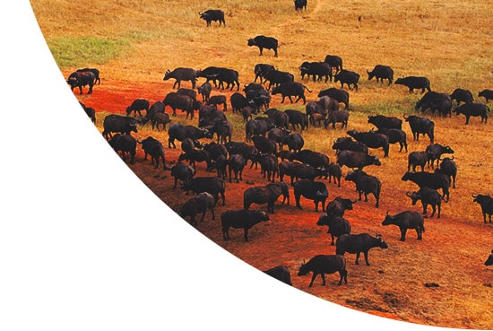 Buffalo in a herd in Africa