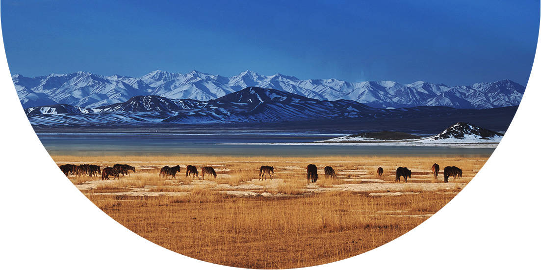 Animals grazing in a field in front of mountains, central Asia