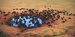 Animals around a watering hole in Africa