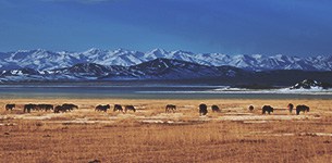 Animals grazing in a field in front of mountains, central Asia