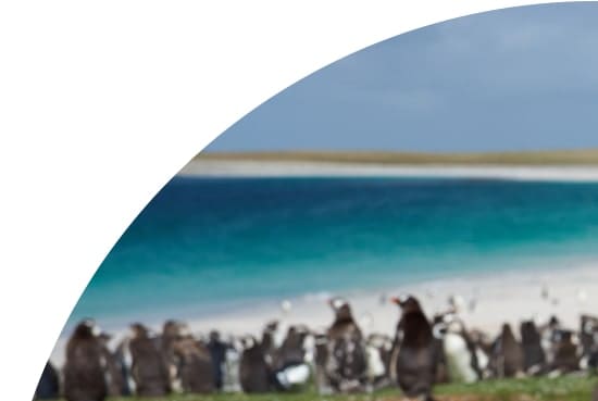 Gentoo penguins on Bleaker Island in the Falkland Islands