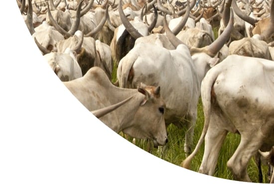 Cattle drive in South Sudan